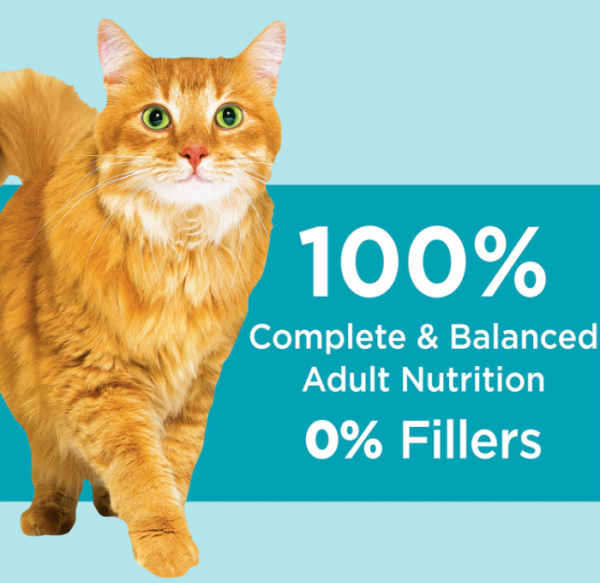 Iams Proactive Dry Cat Food, Chicken Flavor - Image 2